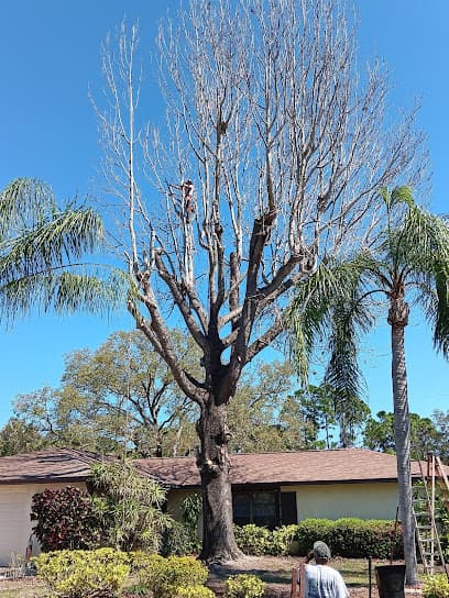 Ron C’s Trees Inc