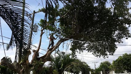 Boynton Beach Tree Service