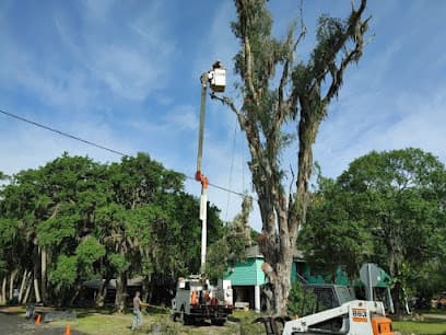 Fort Myers Tree Service