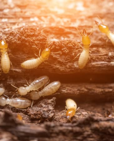 Vital Pest Control