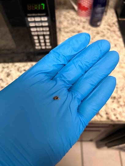 Blue Door Pest Control