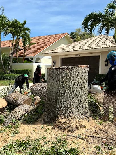 Tree Service West palm beach, Fl